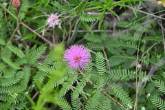 Mimosa quadrivalvis, photograph author not stated, no rights reserved