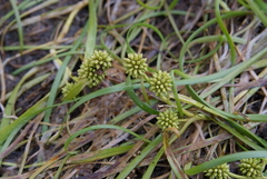 Sparganium hyperboreum