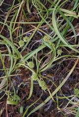 Sparganium hyperboreum