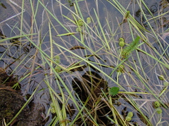 Sparganium hyperboreum