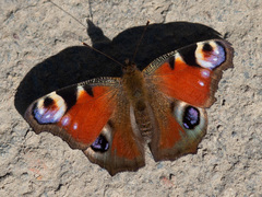 Aglais io