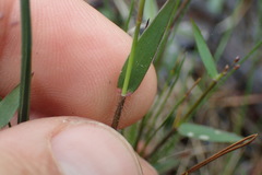 Dichanthelium wrightianum