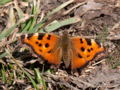 Nymphalis xanthomelas
