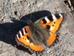 Aglais urticae