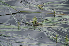 Sparganium hyperboreum