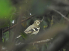 Dendronanthus indicus