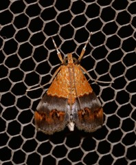 Tetracona amathealis