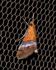 Tetracona amathealis