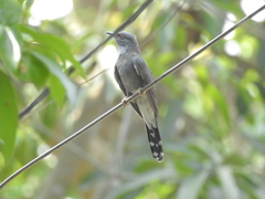 Cacomantis passerinus