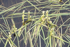 Sparganium hyperboreum