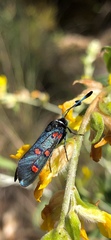Zygaena lavandulae