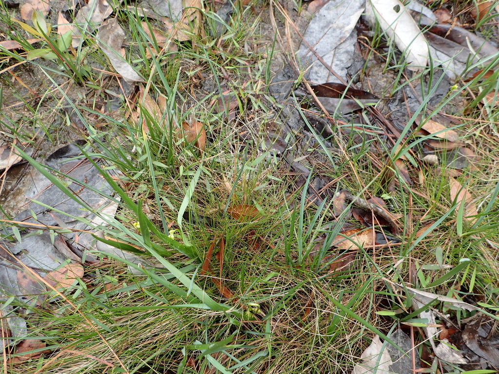 Wright's Rosette Grass