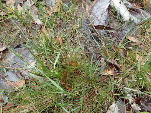Wright's rosette grass (Dichanthelium wrightianum)