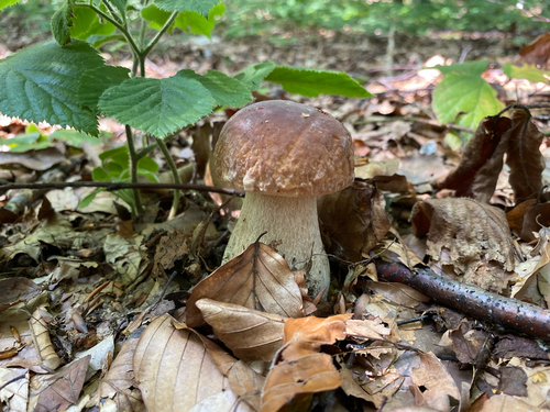 Porcini