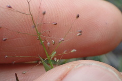 Dichanthelium wrightianum