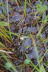 Sparganium hyperboreum