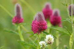 Trifolium rubens