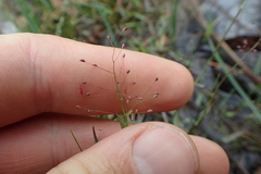 Dichanthelium wrightianum