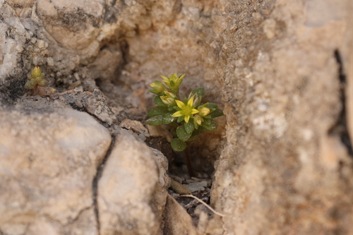 Sedum litoreum, photograph 3