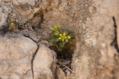 (c) Léo Souillard, some rights reserved (CC BY) Sedum litoreum, photograph (c) Léo Souillard, some rights reserved (CC BY)