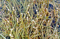 Sparganium hyperboreum