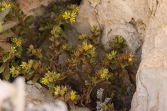 (c) Léo Souillard, some rights reserved (CC BY) Sedum litoreum, photograph (c) Léo Souillard, some rights reserved (CC BY)