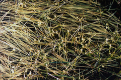 Sparganium hyperboreum