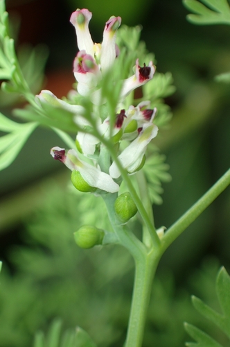 Fumaria parviflora, photograph 5