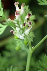 Fumaria parviflora, photograph (c) Jorge Íñiguez, some rights reserved (CC BY)