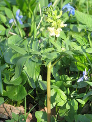 Corydalis cava marschalliana