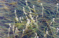 Sparganium hyperboreum