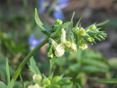 Corydalis cava marschalliana