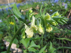 Corydalis cava marschalliana