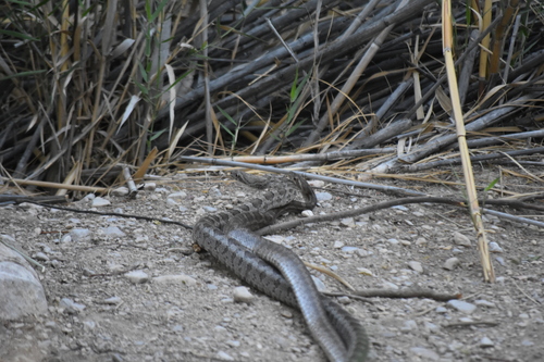 Great Plains Ratsnake