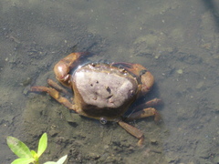 Parathelphusa convexa