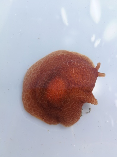 Pleurobranchus reticulatus
