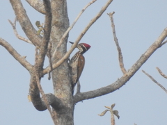 Chrysocolaptes guttacristatus