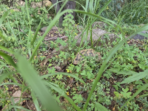 Testudo graeca terrestris