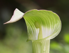 Arisaema yamatense sugimotoi