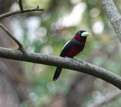 Cymbirhynchus macrorhynchos