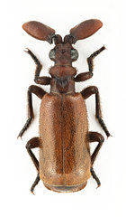 Paussus cilipes propinquus