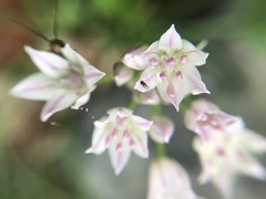 Allium drummondii