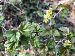 Ribes alpinum