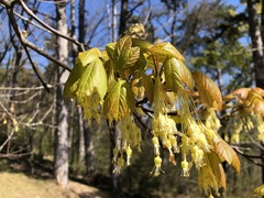 Acer opalus