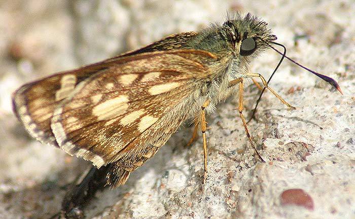 Dyar's Skipperling