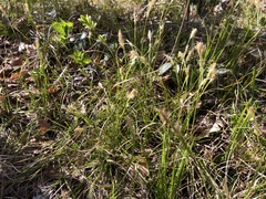 Carex alba
