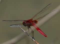 Urothemis signata insignata
