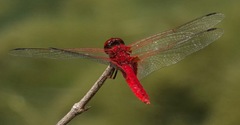 Urothemis signata insignata