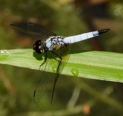 Aethriamanta gracilis