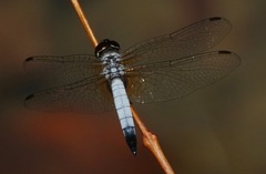 Aethriamanta gracilis